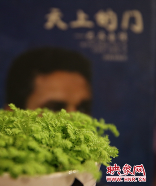 書架上精心布置的綠色植物。